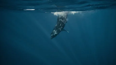 Humpback Whale Sinking into Shadowed Ocean Depths Stock Footage 323917666