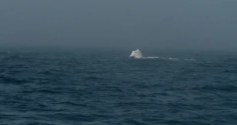 Humpback whale slapping it's pectoral fin against the water's surface Stock Footage 120656235