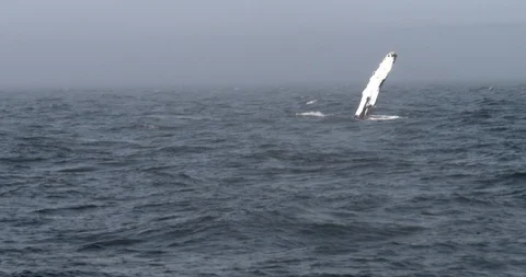 Humpback whale slapping it's pectoral fin against the water's surface Stock Footage 120656887
