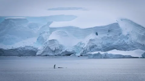 Humpback Whale Slaps Fin Several Times Breaches in Antarctica Stock Footage 277920511