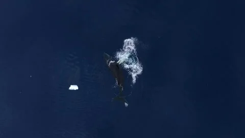 Humpback Whale sleeping close to the surface in Antarctica, Aerial view Stockbeeldmateriaal 303646726