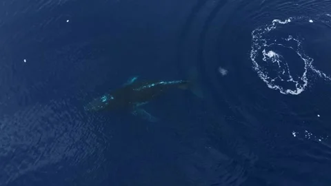 Humpback Whale sleeping close to the surface in Antarctica, Aerial view 库存影片 303646738