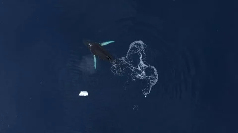 Humpback Whale sleeping close to the surface in Antarctica, Aerial view 库存影片 303646808
