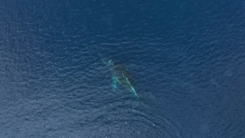 Humpback Whale sleeping close to the surface in Antarctica, Aerial view 库存影片 303646824