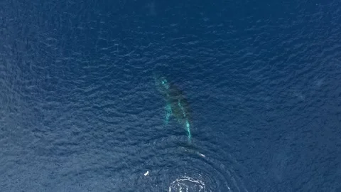 Humpback Whale sleeping close to the surface in Antarctica, Aerial view 库存影片 303646833