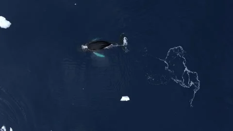 Humpback Whale sleeping close to the surface in Antarctica, Aerial view 库存影片 303646848