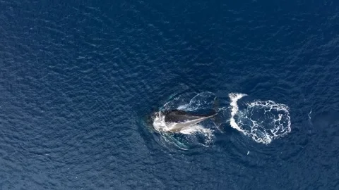 Humpback Whale sleeping close to the surface in Antarctica, Aerial view 库存影片 303646850
