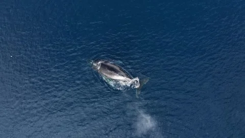Humpback Whale sleeping close to the surface in Antarctica, Aerial view 库存影片 303646921
