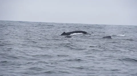 Humpback Whale Slow Motion Stock-Footage 65428804