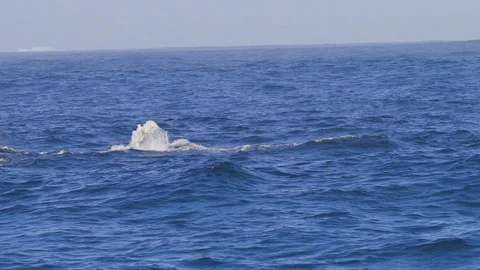 Humpback Whale Splash in Antarctica Stock Footage 88515707