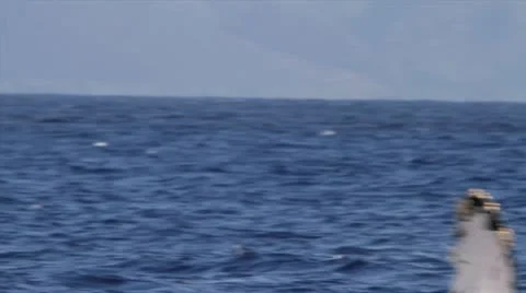 Humpback whale splashing Stock Footage 17356602