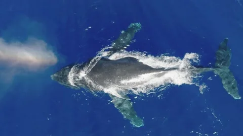 Humpback whale spout with rainbow Video stock 230931330