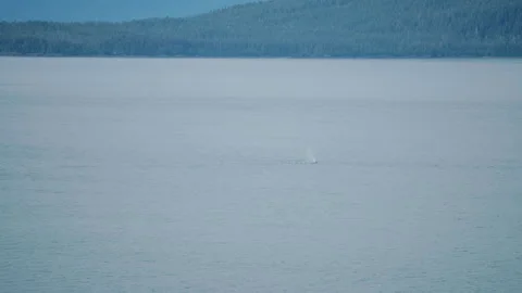 Humpback whale spouting and diving below a forested shore Vídeos de archivo 348018408