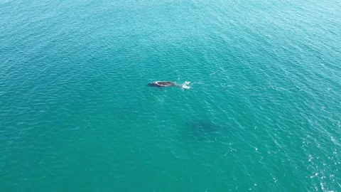 Humpback Whale spouting and surfacing Stock Footage 281144979
