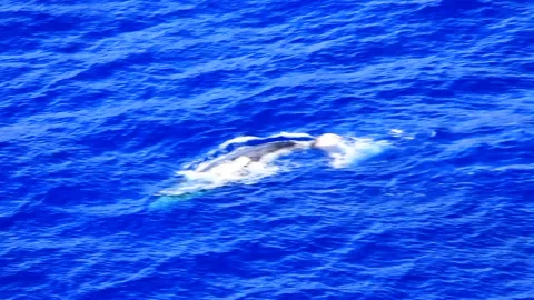 Humpback Whale Spouting and Tail Up, Aerial View 스톡 동영상 330230759