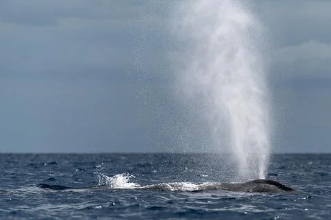 Humpback whale spouting blowing Stock Photos