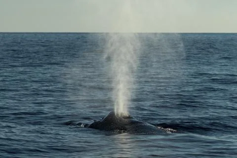 Humpback whale spouting blowing Stock Photos