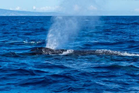 Humpback whale spouting blowing Stock Photos