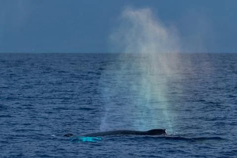 Humpback whale spouting blowing Stock Photos