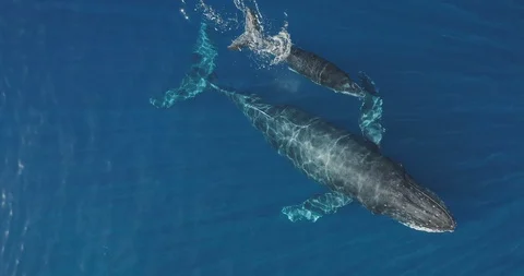 Humpback whale spouting a cloud of water with her calf Stock Footage 124720517