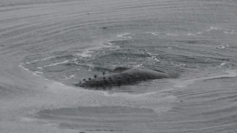 Humpback whale spy hops Stock Footage 104995133