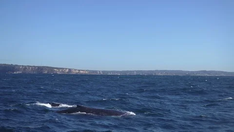 Humpback whale surface breaching Stock Footage 86165842