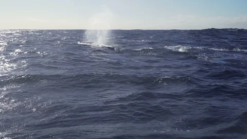 Humpback whale surface breaching Video stock 86167592
