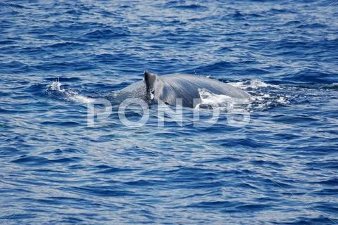 Humpback whale on the surface Stock Photos