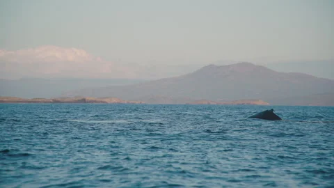 Humpback Whale Surfaces 03 動画素材 270064237