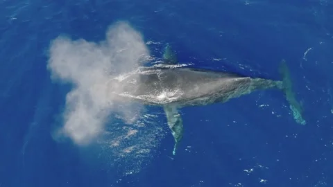Humpback whale surfaces for air Video stock 230931227