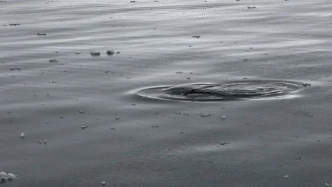 Humpback whale surfaces and it's baby follows Stock Footage 104995271