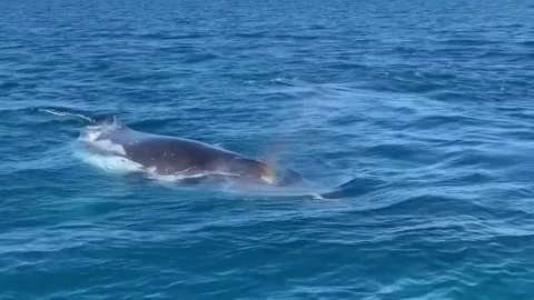 Humpback Whale Surfaces to Breathe in the Deep Blue Ocean Stockbeeldmateriaal 339166024