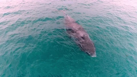 Humpback Whale Surfaces Stock Footage 198869541