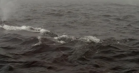 Humpback whale surfacing for air Видео 120655625
