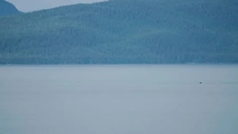 Humpback whale surfacing and diving below forested hills Vídeos de archivo 348016900