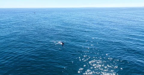 Humpback Whale Surfacing in the Atlantic Ocean off Sea Point, Cape Town Stock Footage 343567185