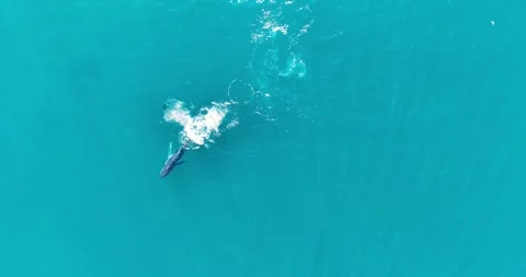 Humpback Whale Surfacing in the Atlantic Ocean off Sea Point, Cape Town Stock Footage 343567300