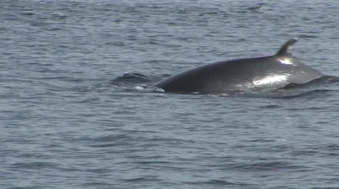 Humpback Whale Surfacing Stock Footage 33604804