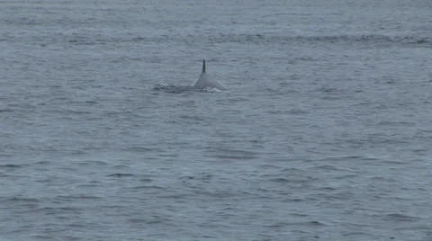 Humpback Whale Surfacing Stock-Footage 33604926
