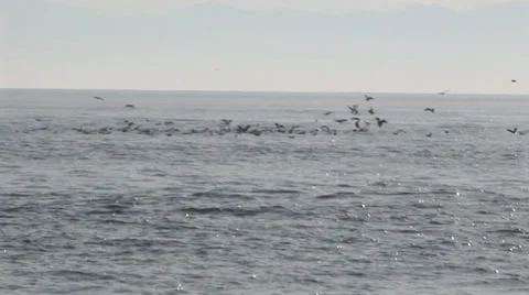 Humpback Whale Surfacing Stock Footage 33605020