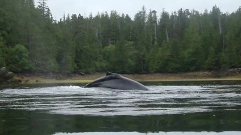 Humpback Whale Surfacing Stock Footage