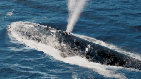 Humpback whale surfacing Vidéo 234625831