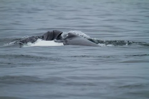 Humpback Whale Surfacing in Ocean Stock Photos