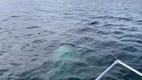 Humpback Whale Surfacing in Open Ocean Stock Footage 340564136