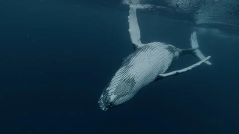 HUMPBACK WHALE SWIM BY DANCE Video stock 327763494
