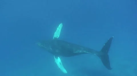 Humpback Whale Swim By Stock Footage 10890660