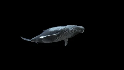 Humpback Whale Swim Passing Beside the Camera 50FPS 4K Stock Footage
