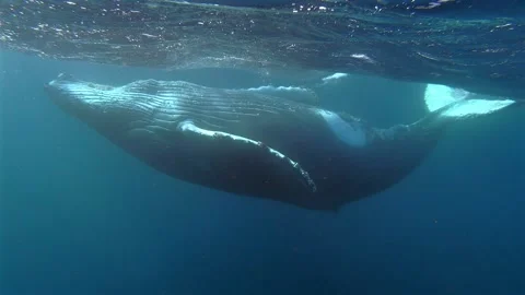 Humpback whale swimming on its back underwater during the Sardine Run in So.. Stock Footage 342599081