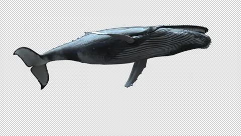 Humpback Whale swimming loop - Low Angle 库存影片 179365495
