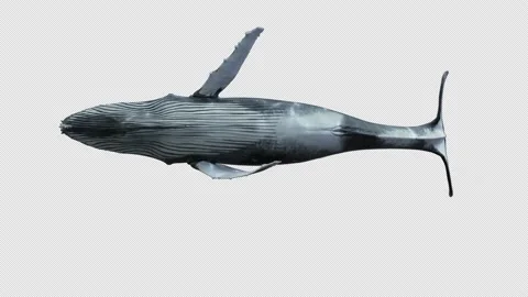 Humpback Whale Swimming Roll 4k Alpha Vidéo 183076782